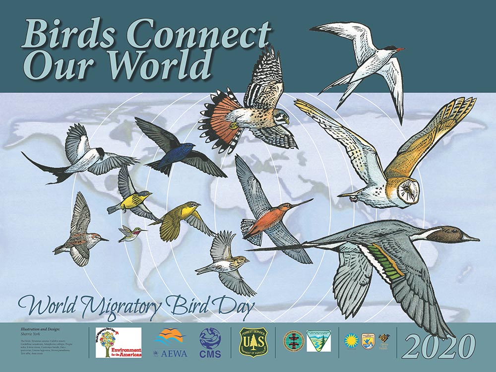Día-Mundial-Aves-Migratorias
